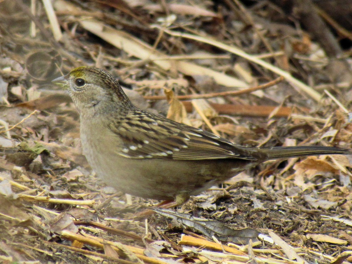 Golden-crowned Sparrow - ML621230654