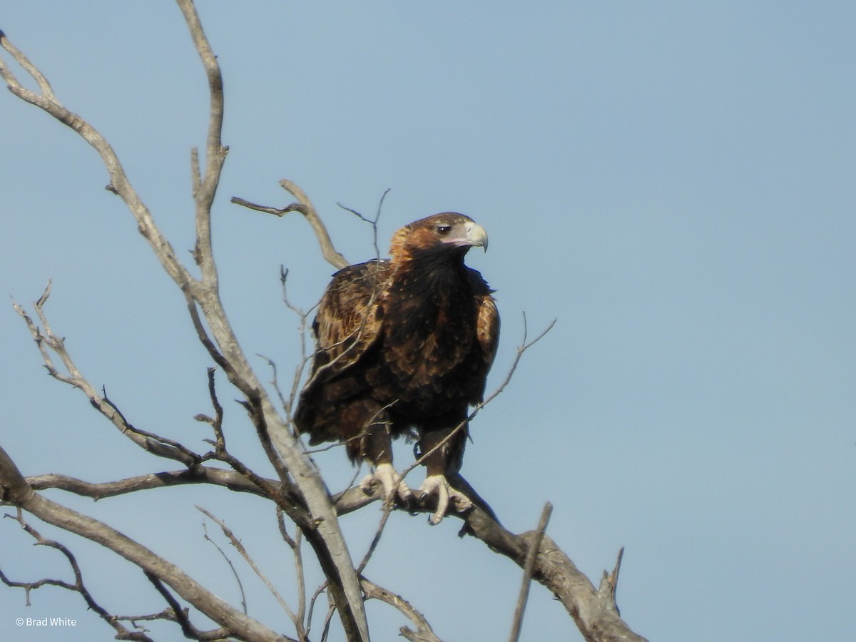 Wedge-tailed Eagle - ML621230688