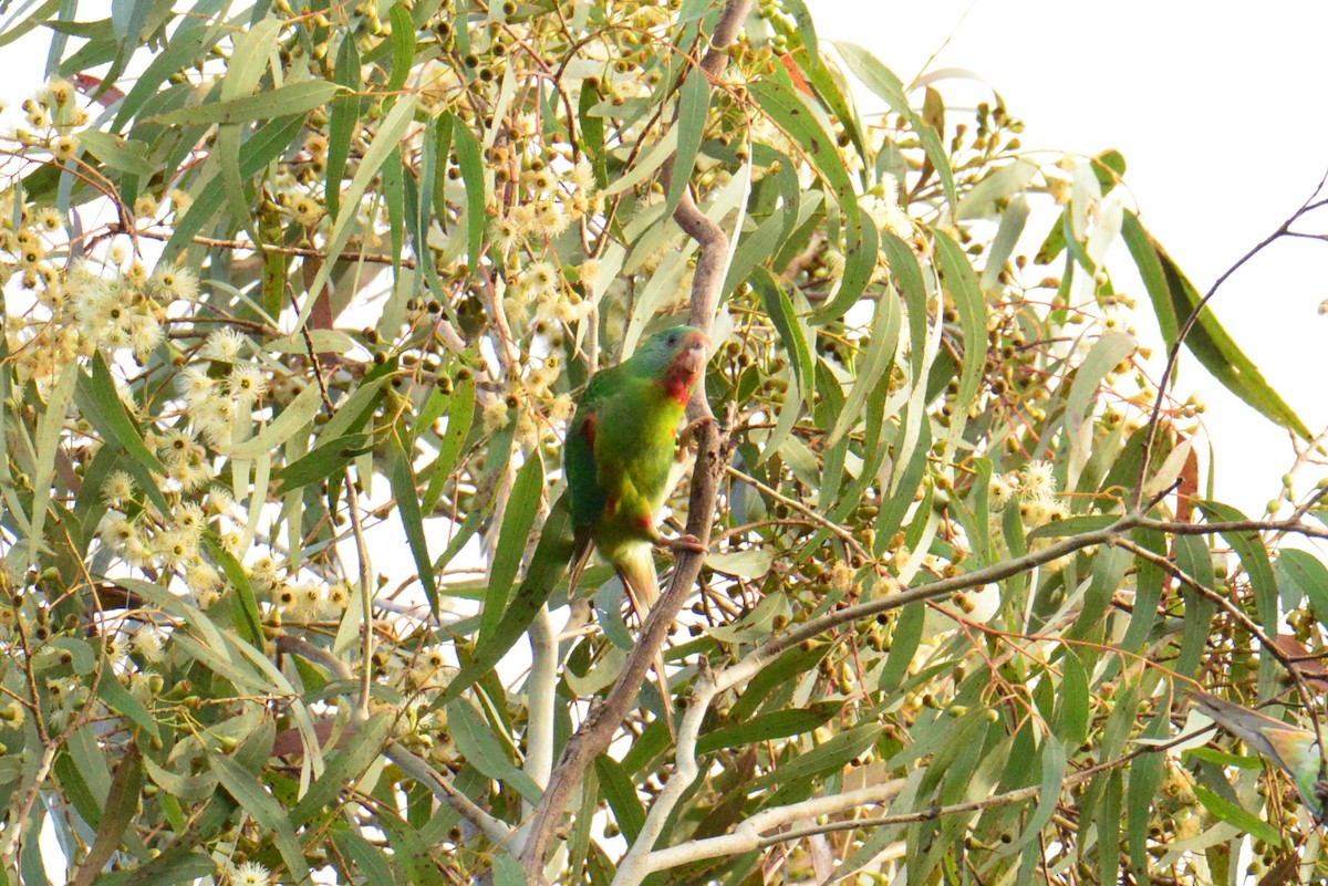 Swift Parrot - ML621230705