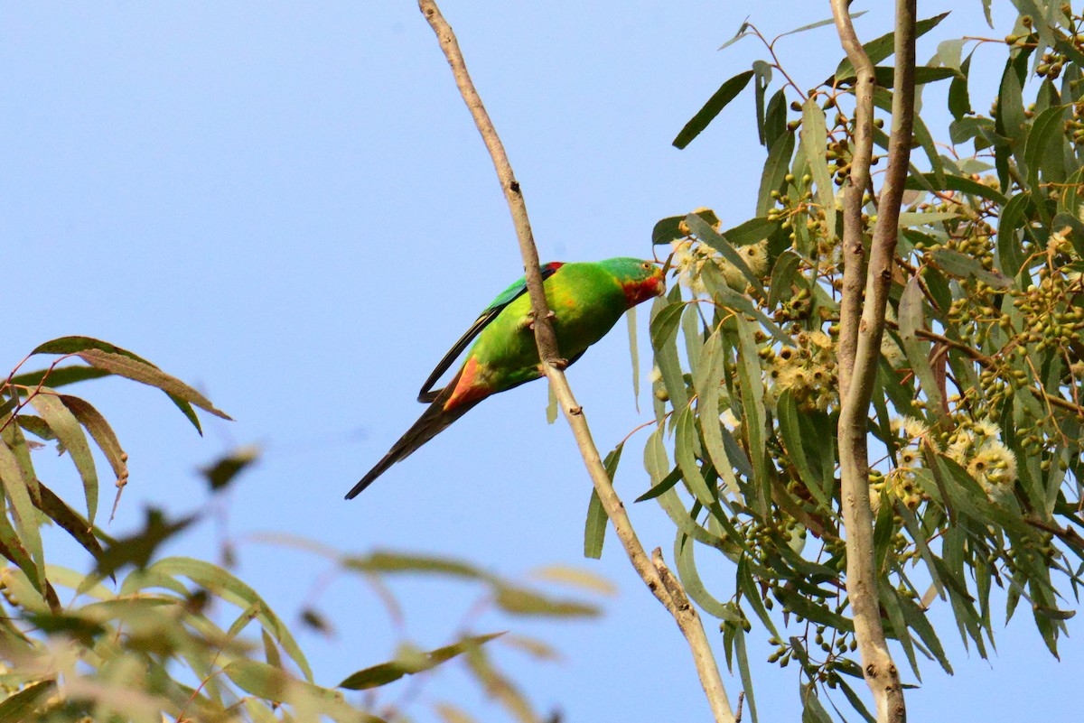 Swift Parrot - ML621230706