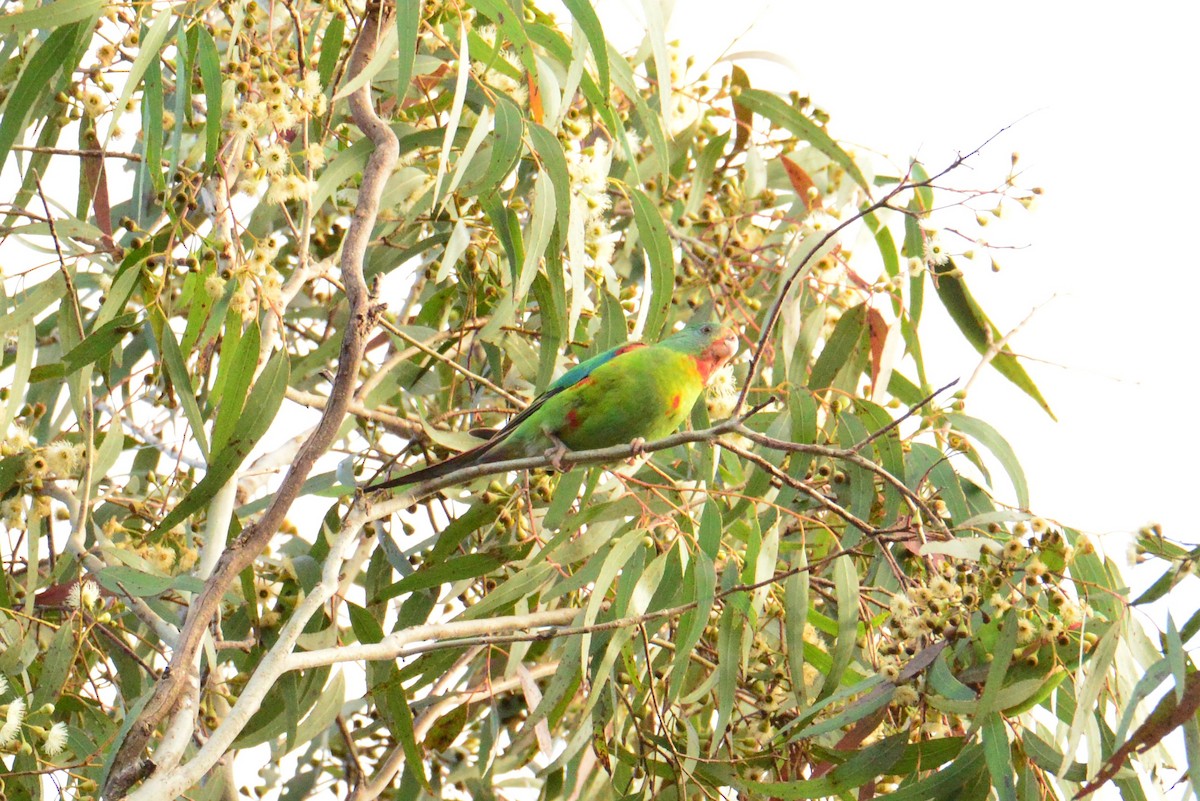 Swift Parrot - ML621230707