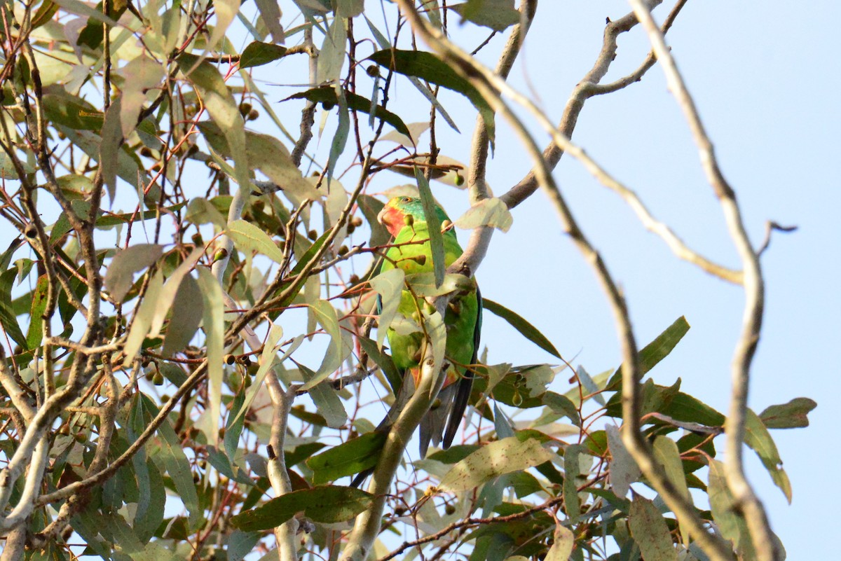 Swift Parrot - ML621230708