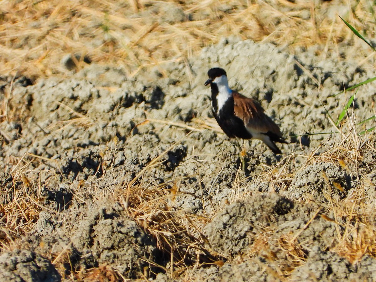 Spur-winged Lapwing - ML621230730