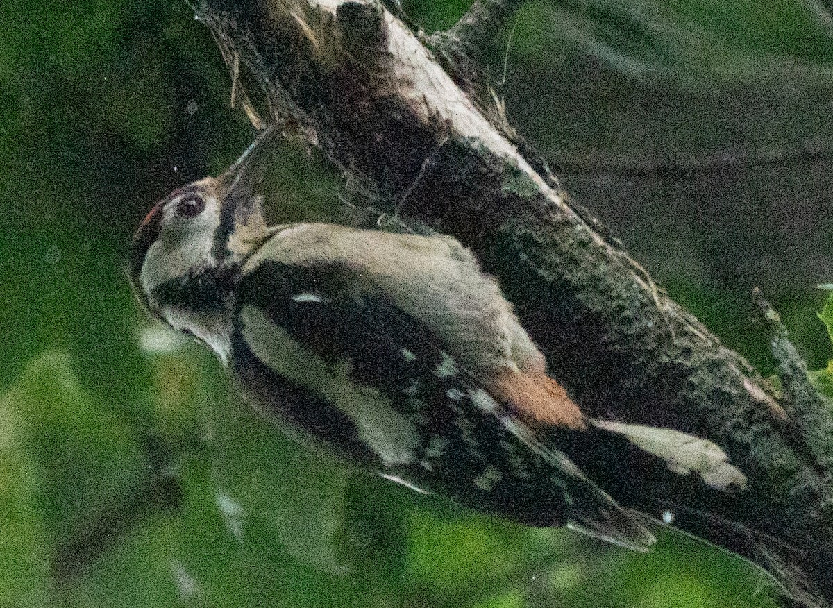 Great Spotted Woodpecker - ML621230736