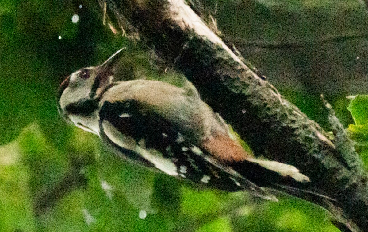 Great Spotted Woodpecker - ML621230739