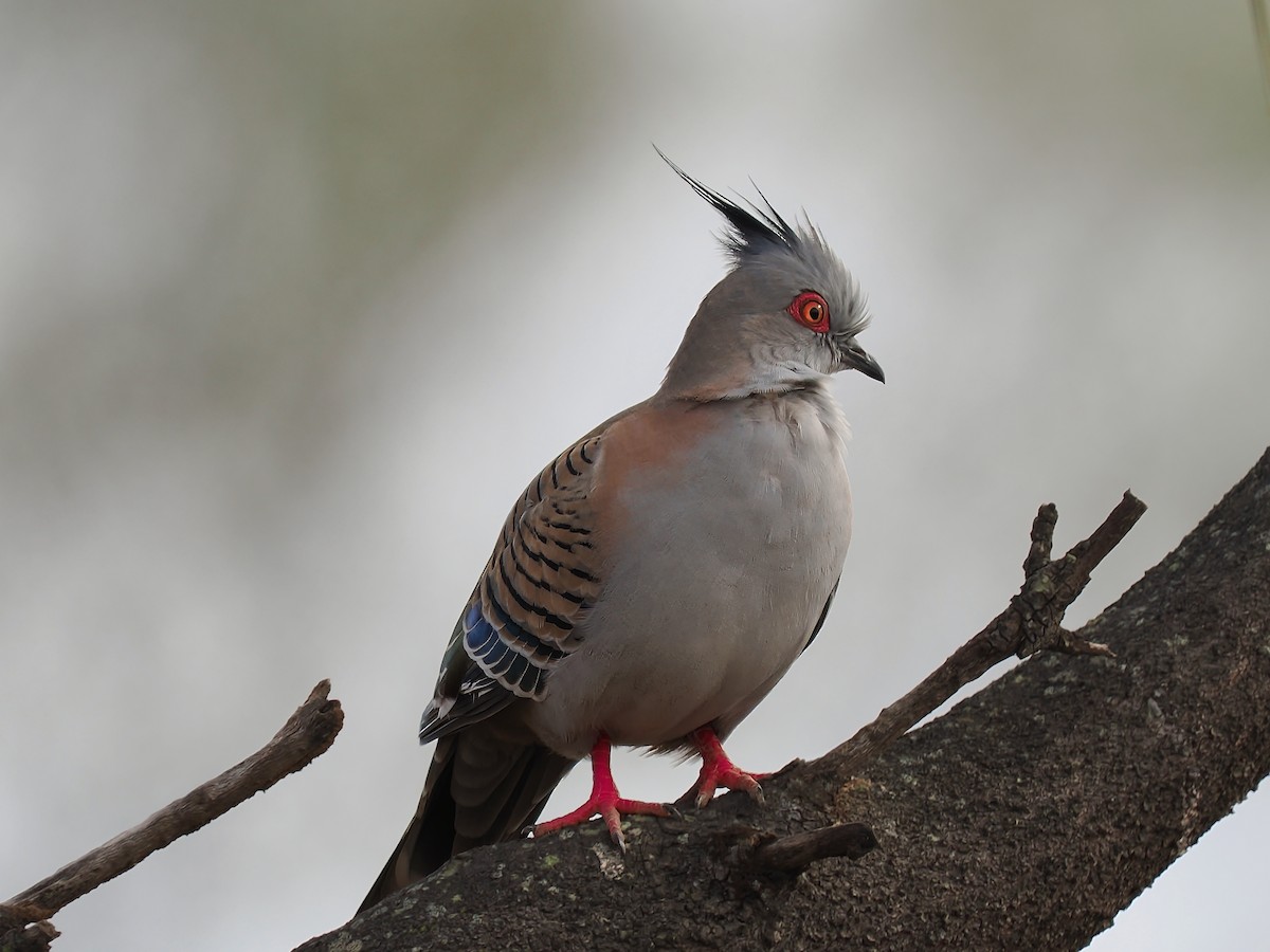 Crested Pigeon - ML621230787