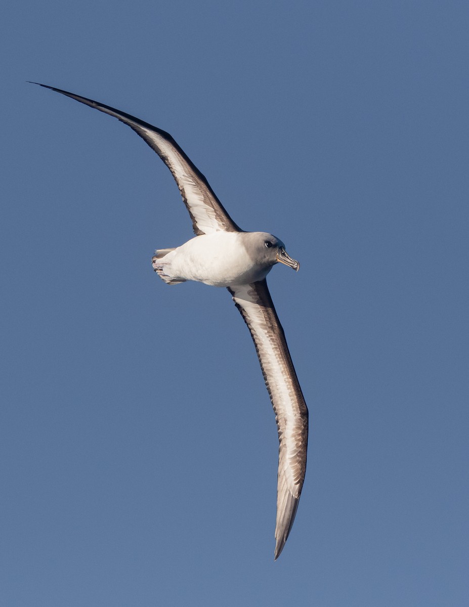 albatros šedohlavý - ML621230796