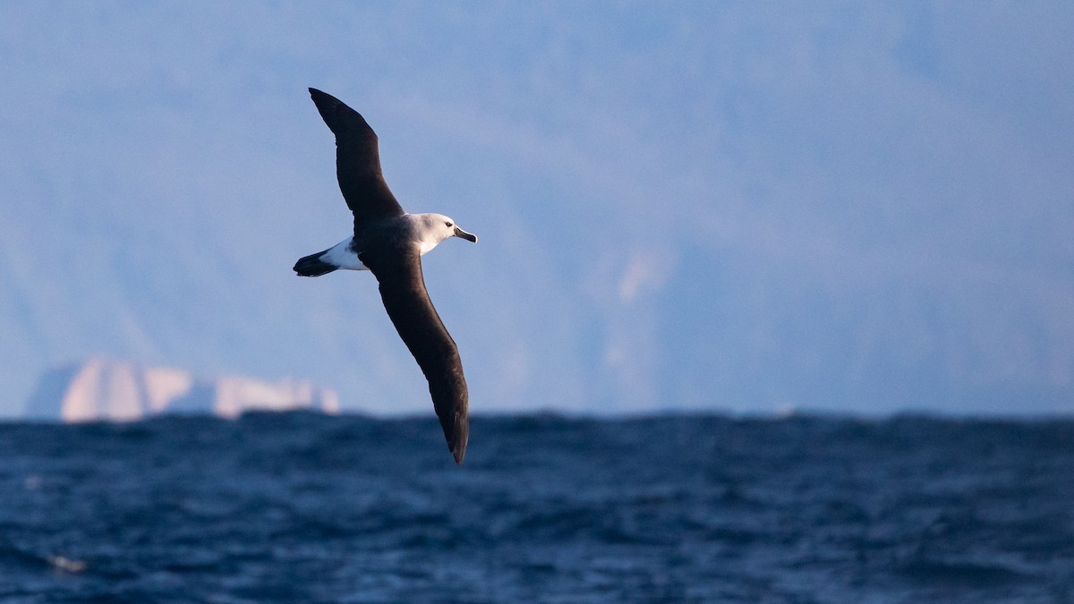 albatros šedohlavý - ML621230798