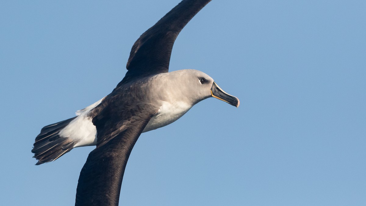 albatros šedohlavý - ML621230799
