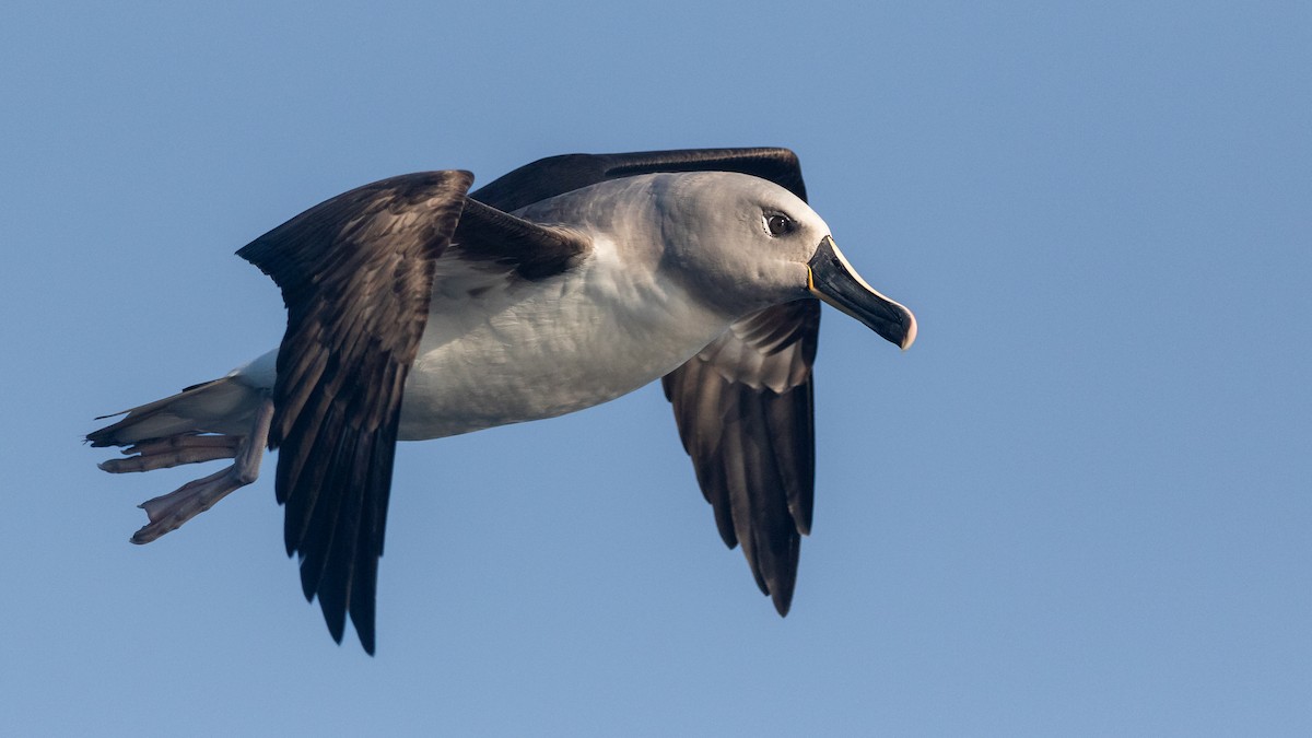 albatros šedohlavý - ML621230800