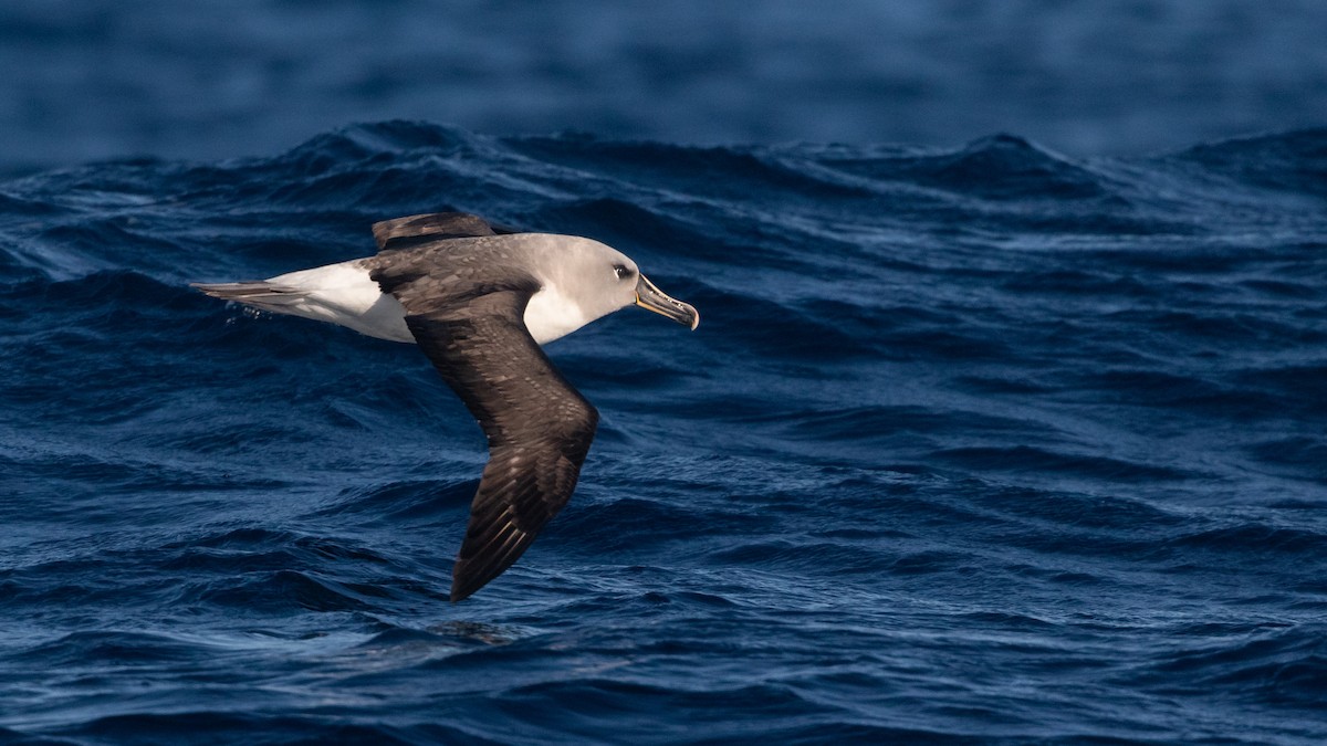 albatros šedohlavý - ML621230801