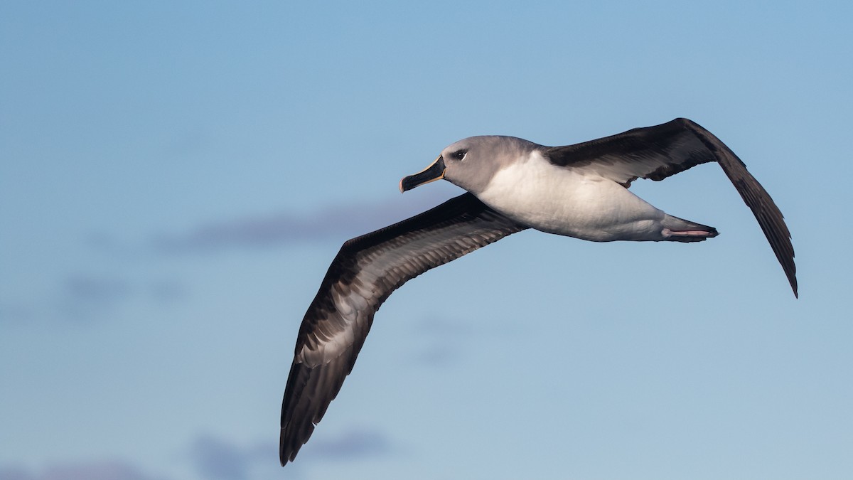 albatros šedohlavý - ML621230803