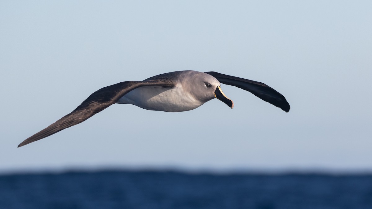 albatros šedohlavý - ML621230804