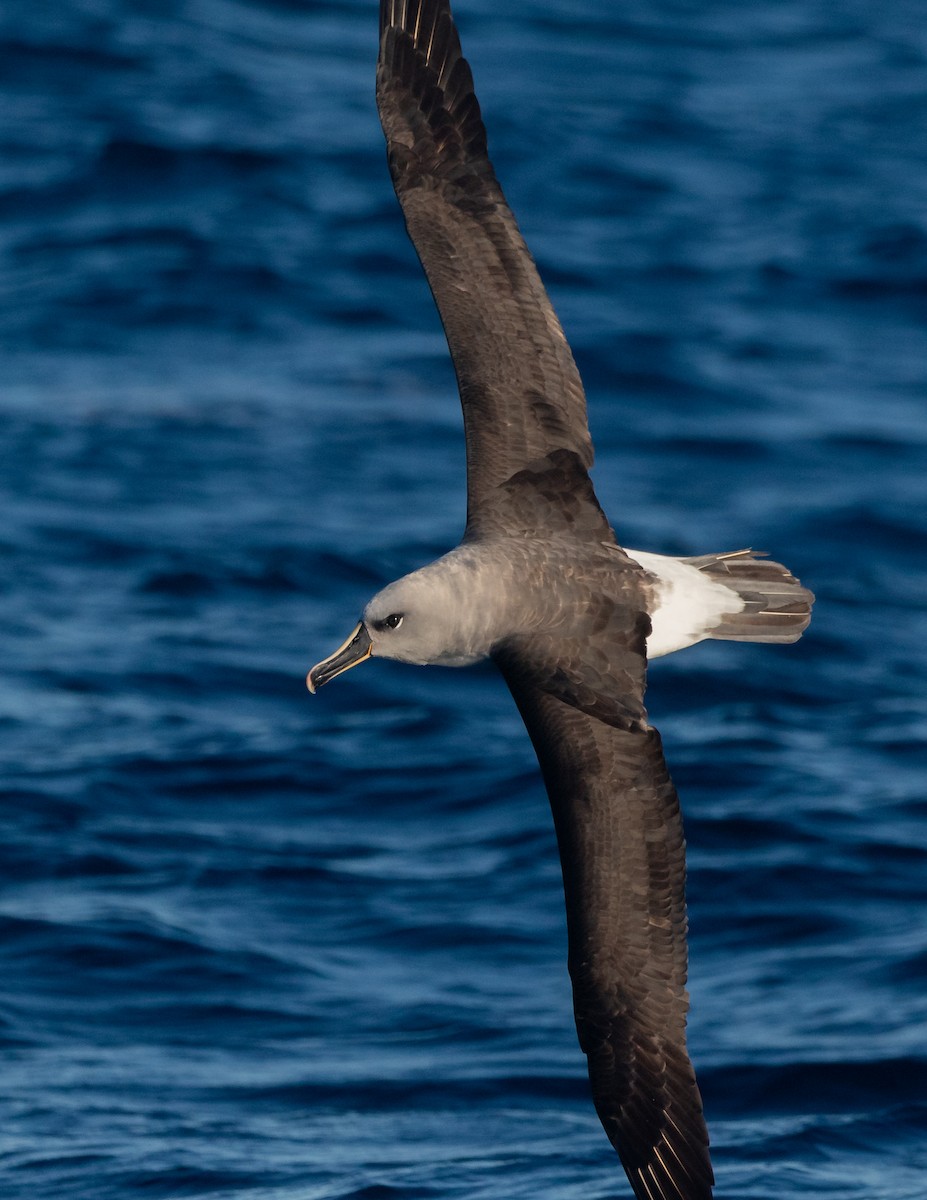 albatros šedohlavý - ML621230805