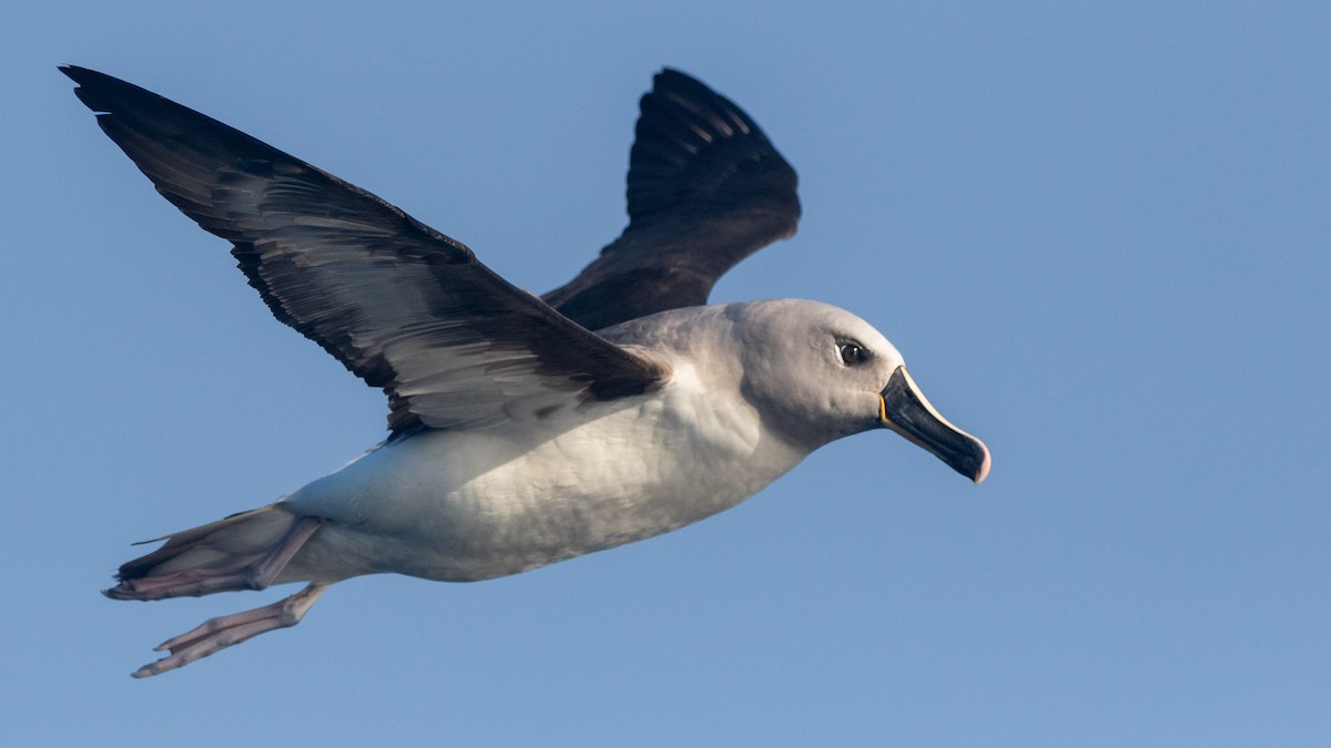 albatros šedohlavý - ML621230806