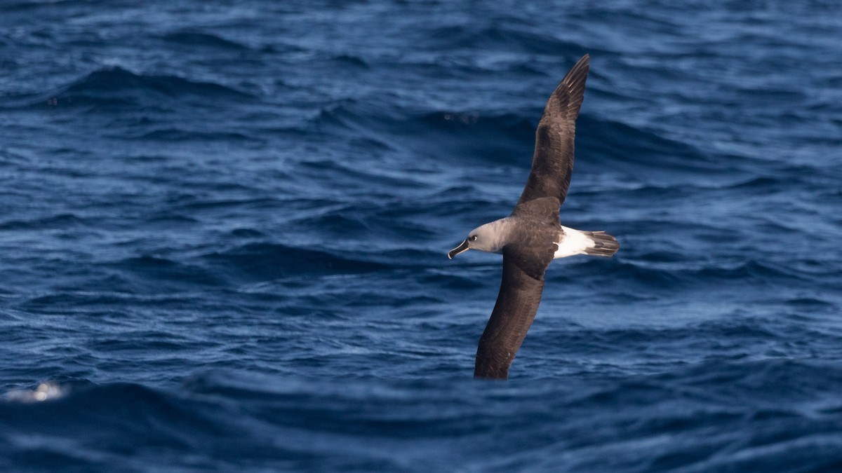 albatros šedohlavý - ML621230807