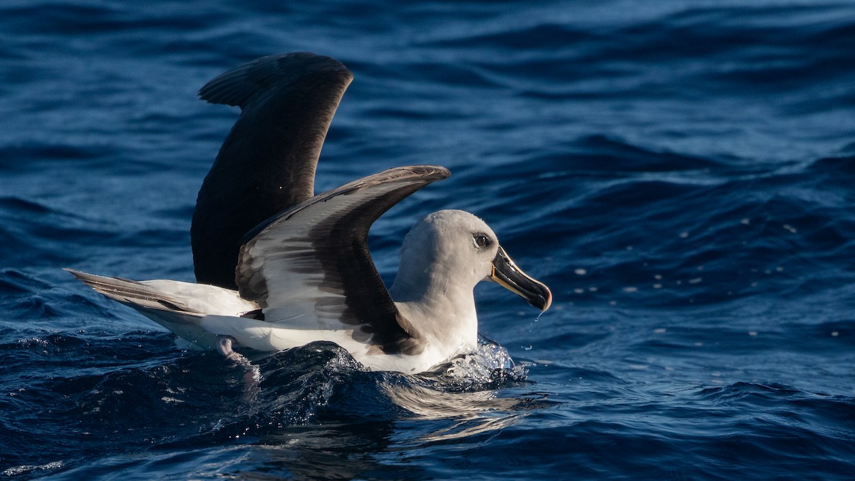 albatros šedohlavý - ML621230808