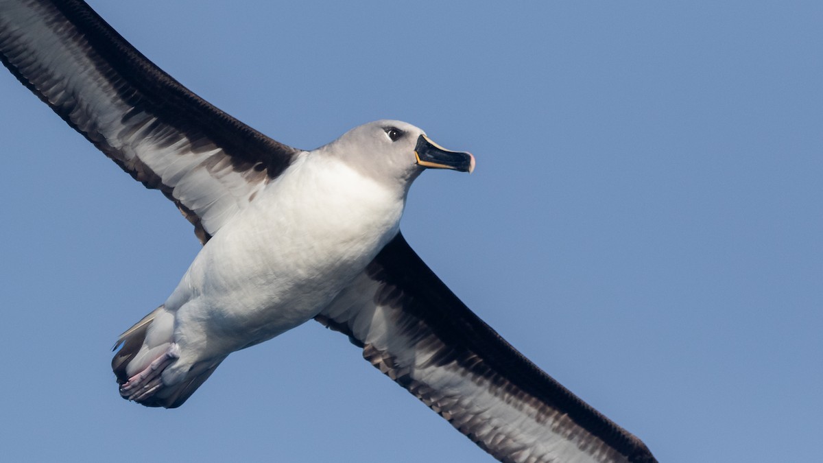 albatros šedohlavý - ML621230809
