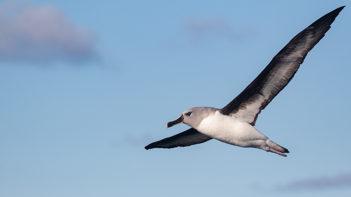 albatros šedohlavý - ML621230810