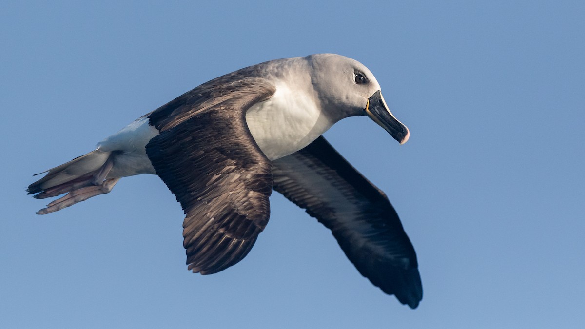 Albatros à tête grise - ML621230811