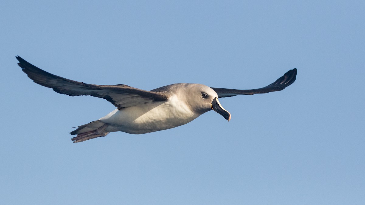 Albatros à tête grise - ML621230812