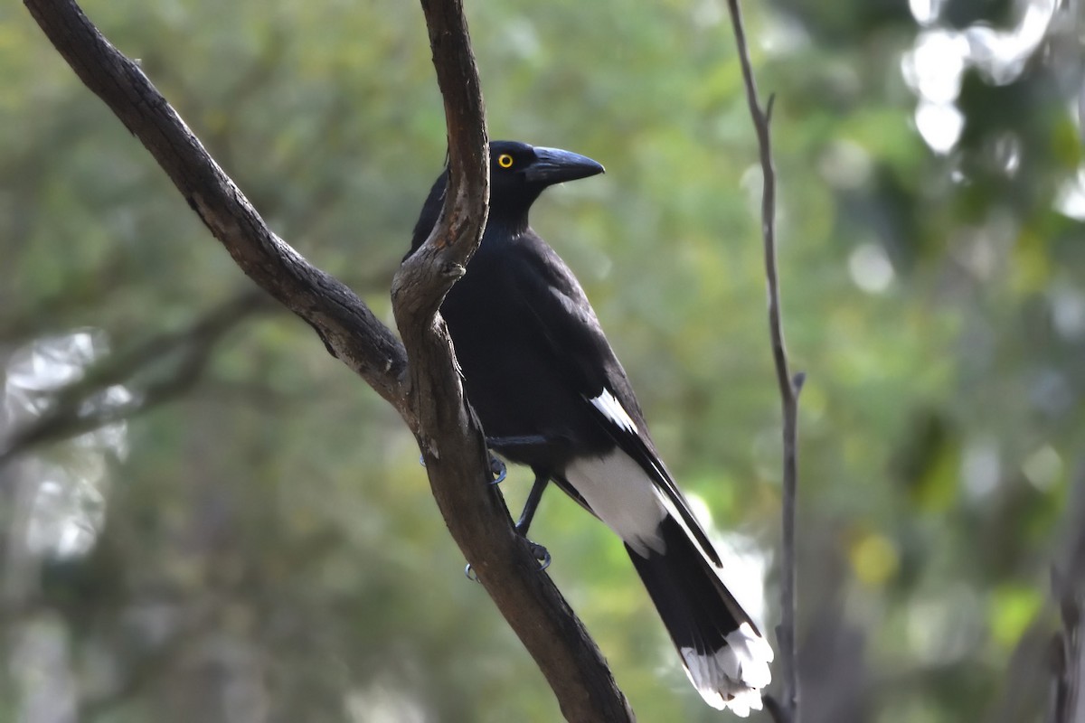 Pied Currawong - ML621230829