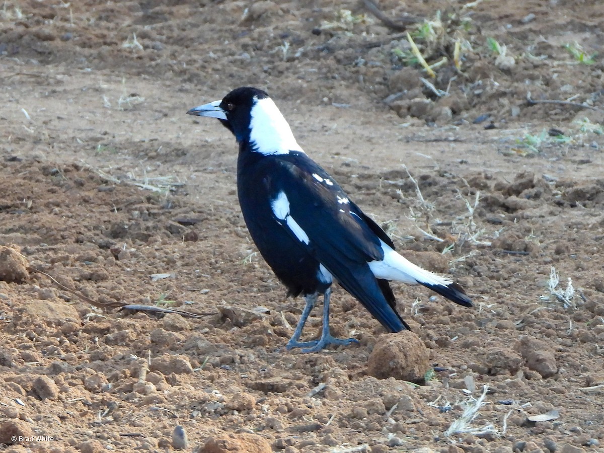 Australian Magpie (Black-backed) - ML621230857