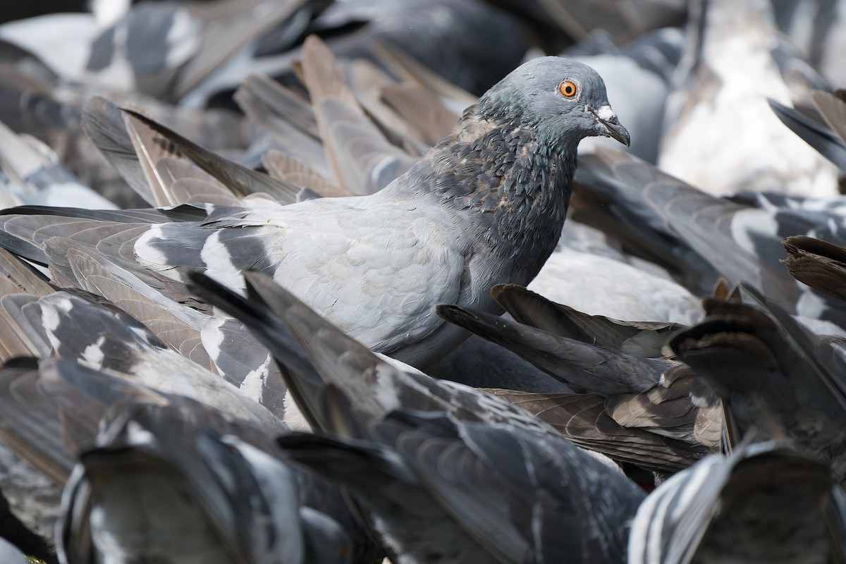 Rock Pigeon (Feral Pigeon) - ML621230891