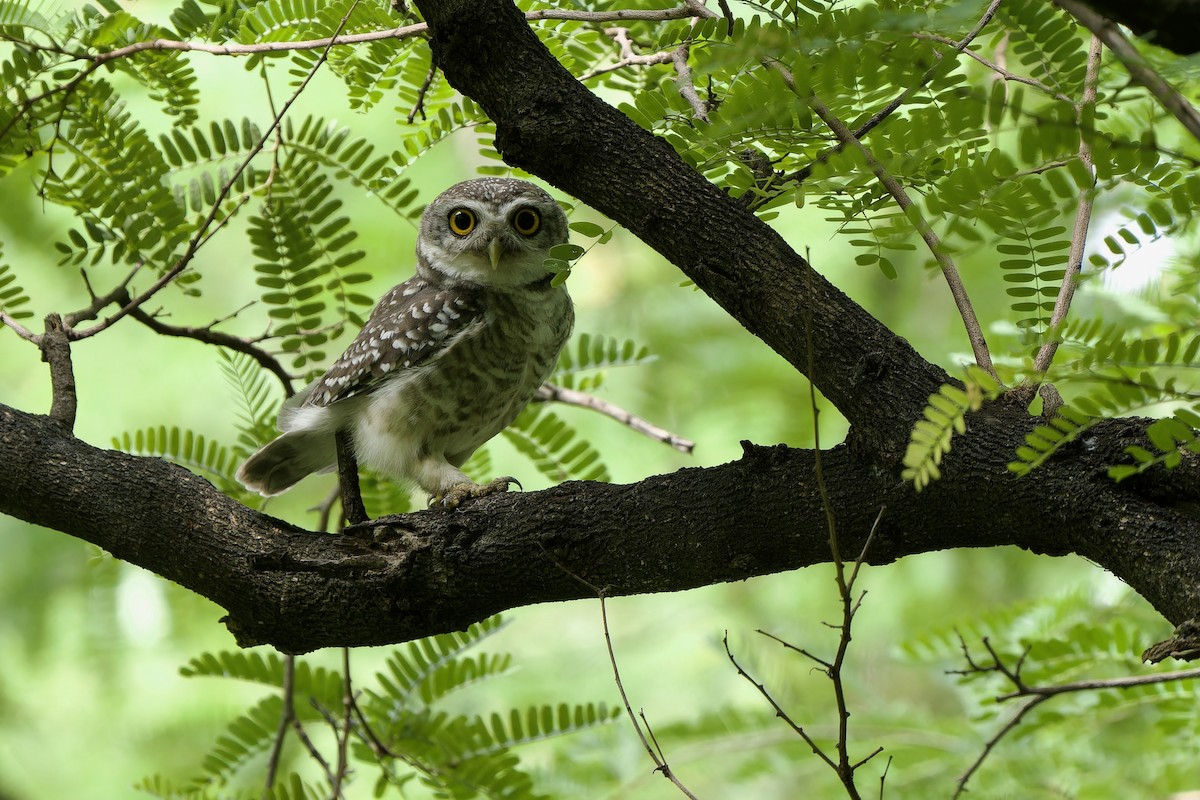 Spotted Owlet - ML621230899