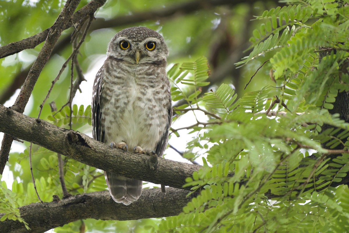 Spotted Owlet - ML621230900