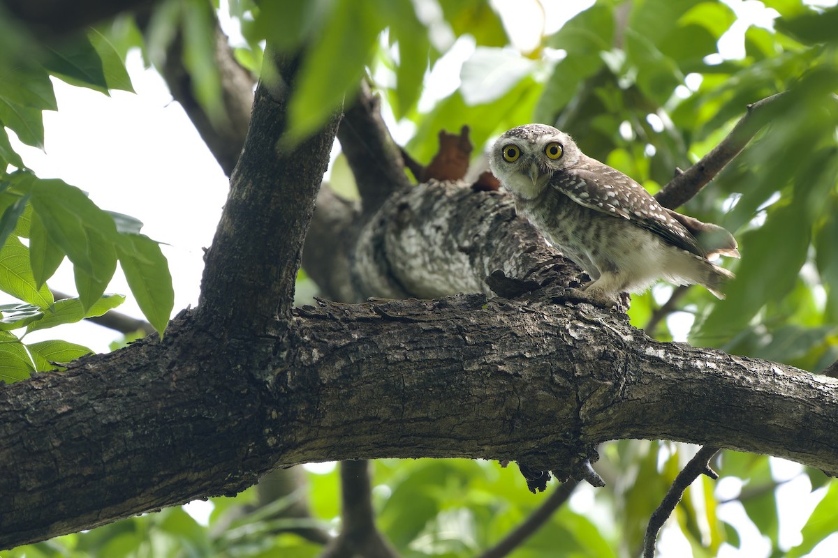 Spotted Owlet - ML621230901