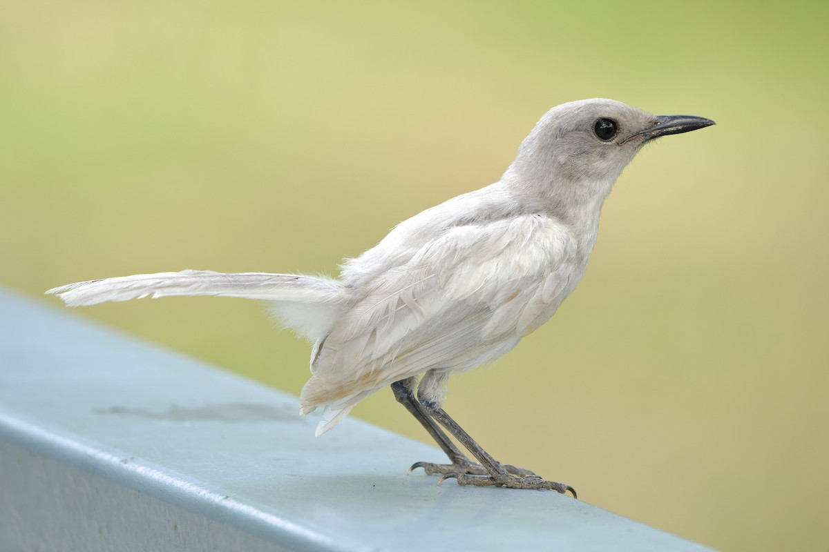 Oriental Magpie-Robin (Oriental) - Sam Hambly