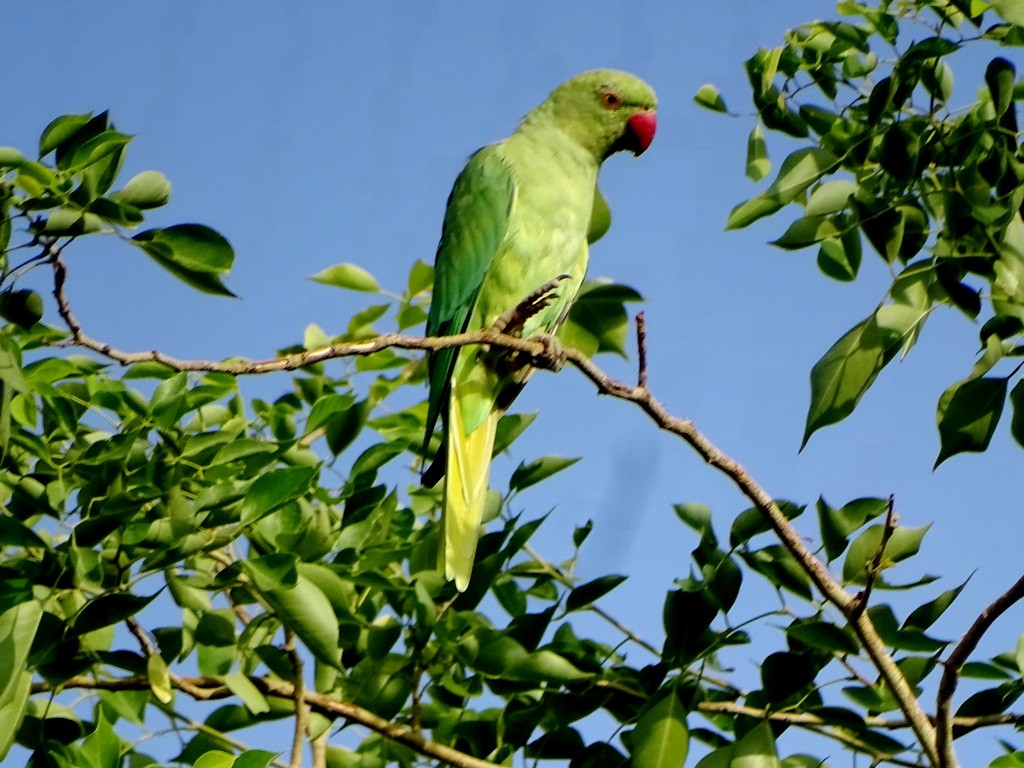 Rose-ringed Parakeet - ML62123091