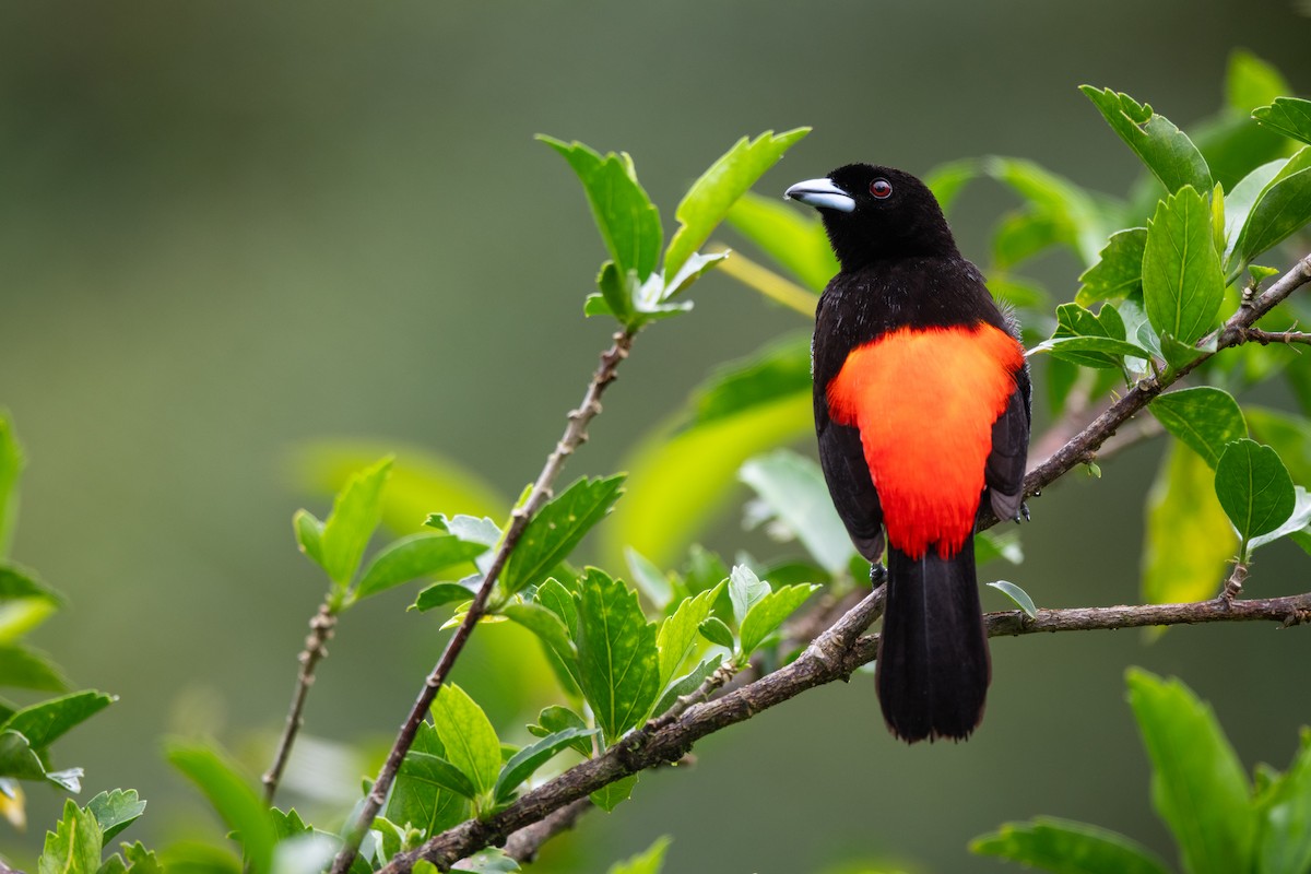 Scarlet-rumped Tanager - ML621230927