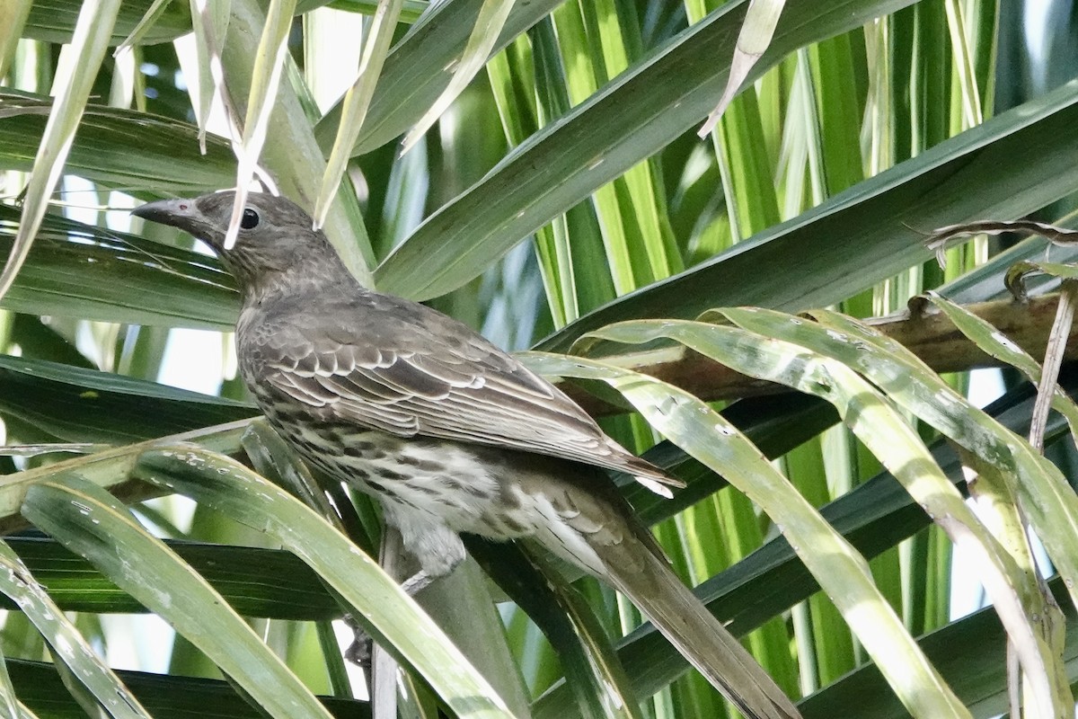 Australasian Figbird - ML621230929