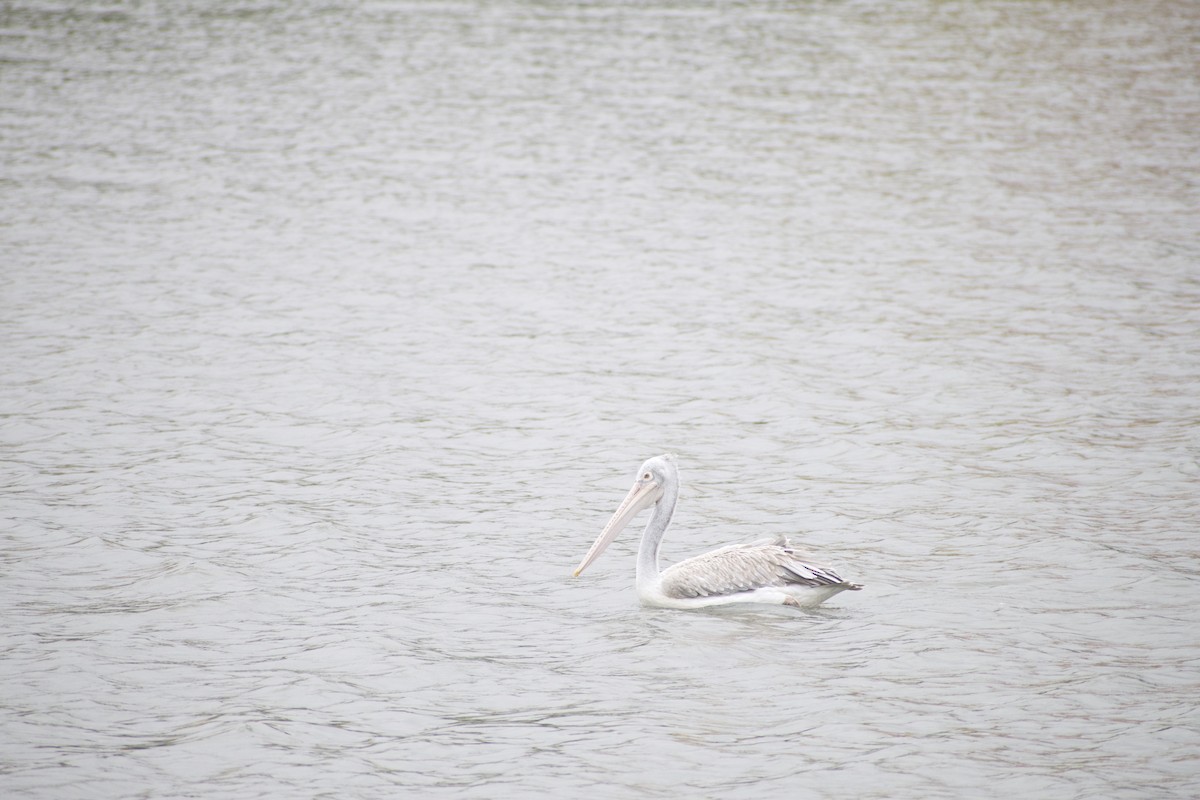 pelikán skvrnozobý - ML621230940
