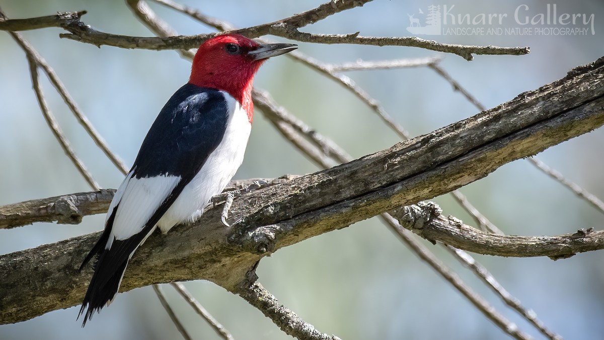 Red-headed Woodpecker - ML621230952
