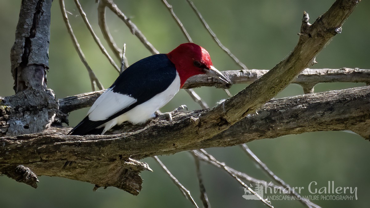 Red-headed Woodpecker - ML621230955