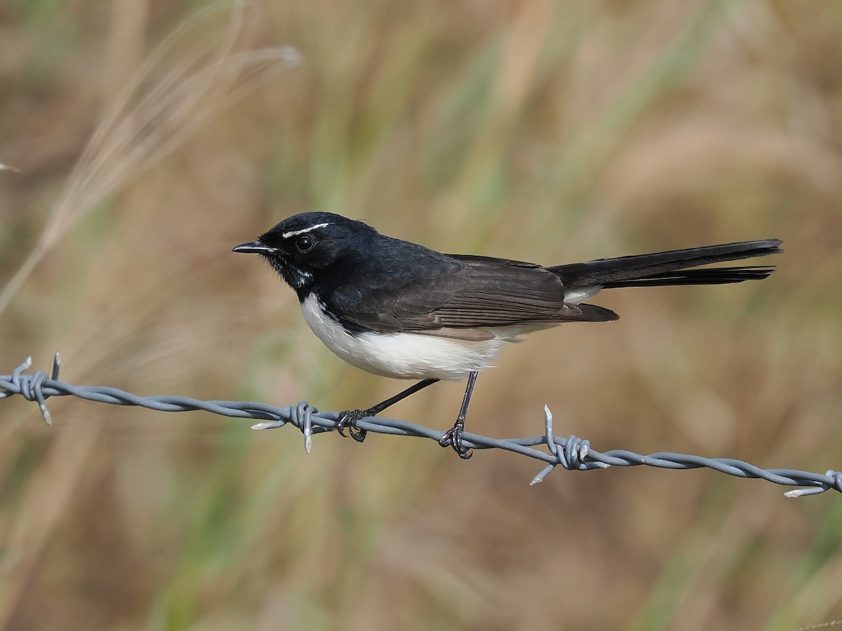 Willie-wagtail - ML621230958
