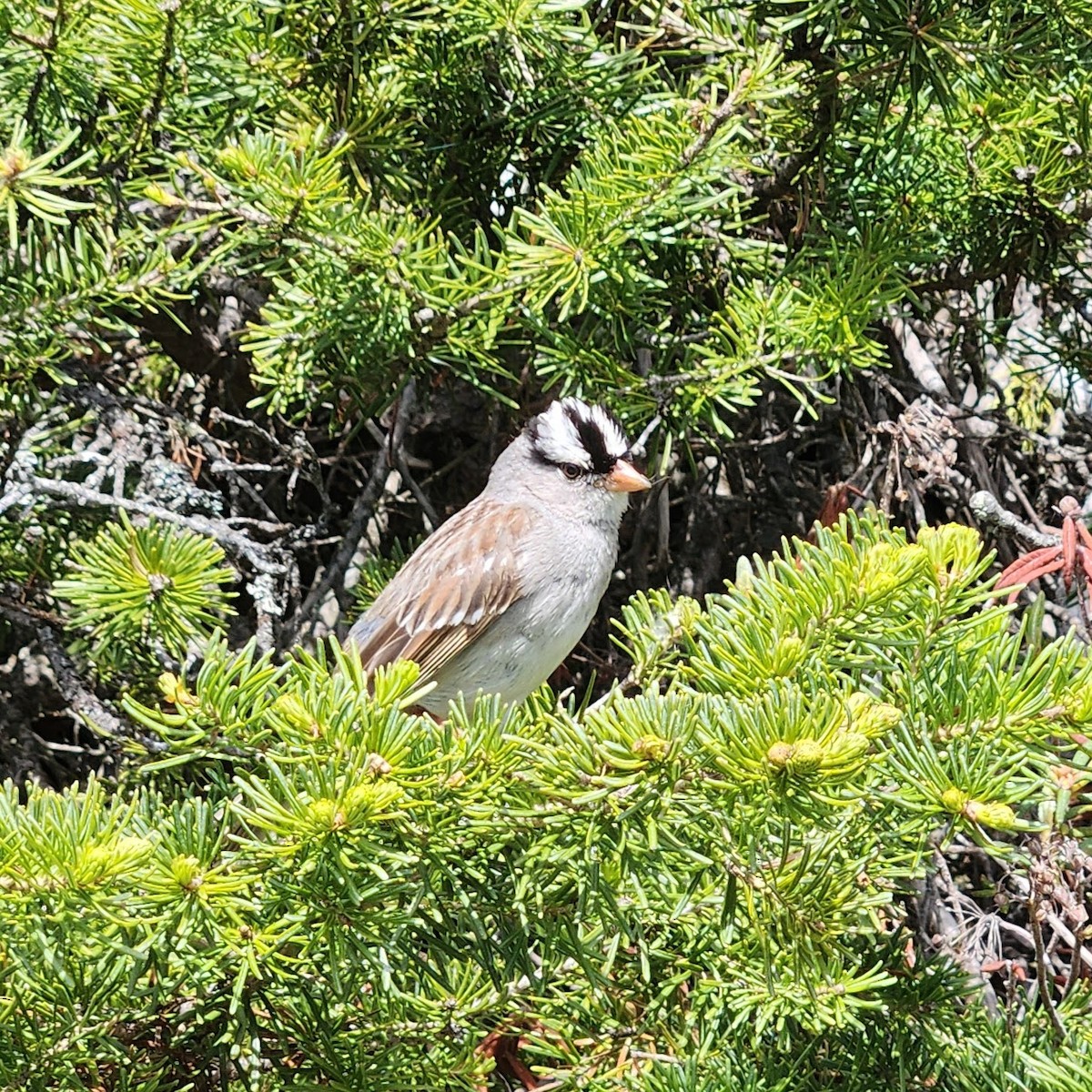 White-crowned Sparrow - ML621230968