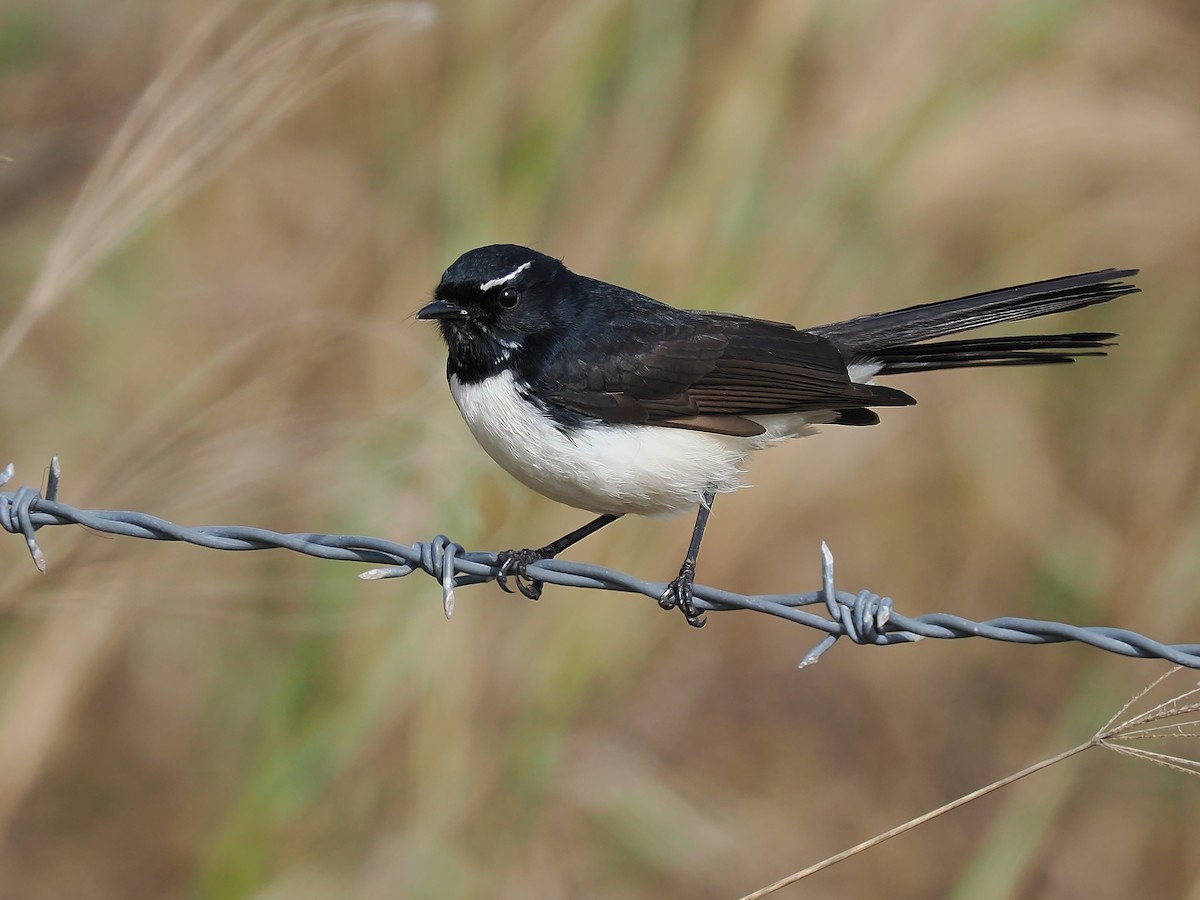 Willie-wagtail - ML621230986