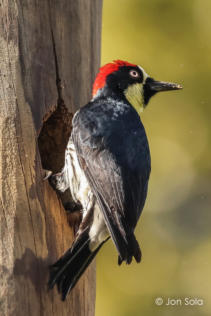 Acorn Woodpecker - ML621231041