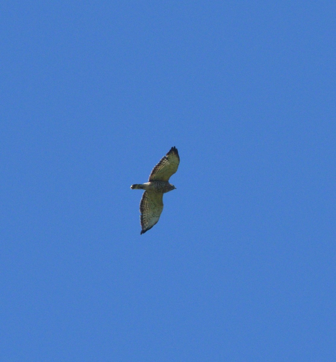 Broad-winged Hawk - ML621231051