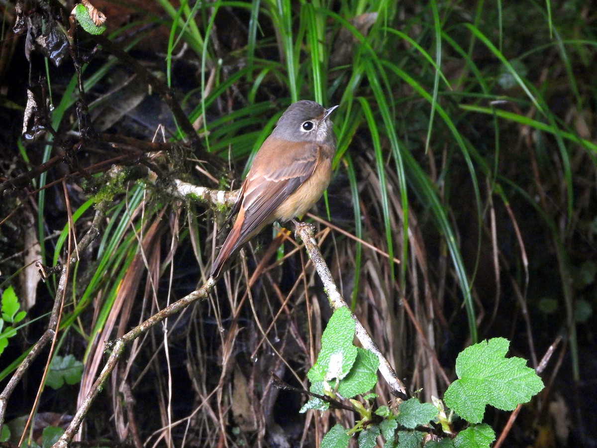 Ferruginous Flycatcher - tiger 鄭