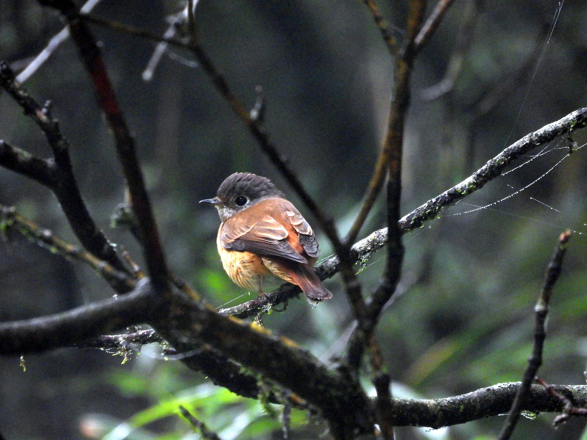 Ferruginous Flycatcher - ML621231090