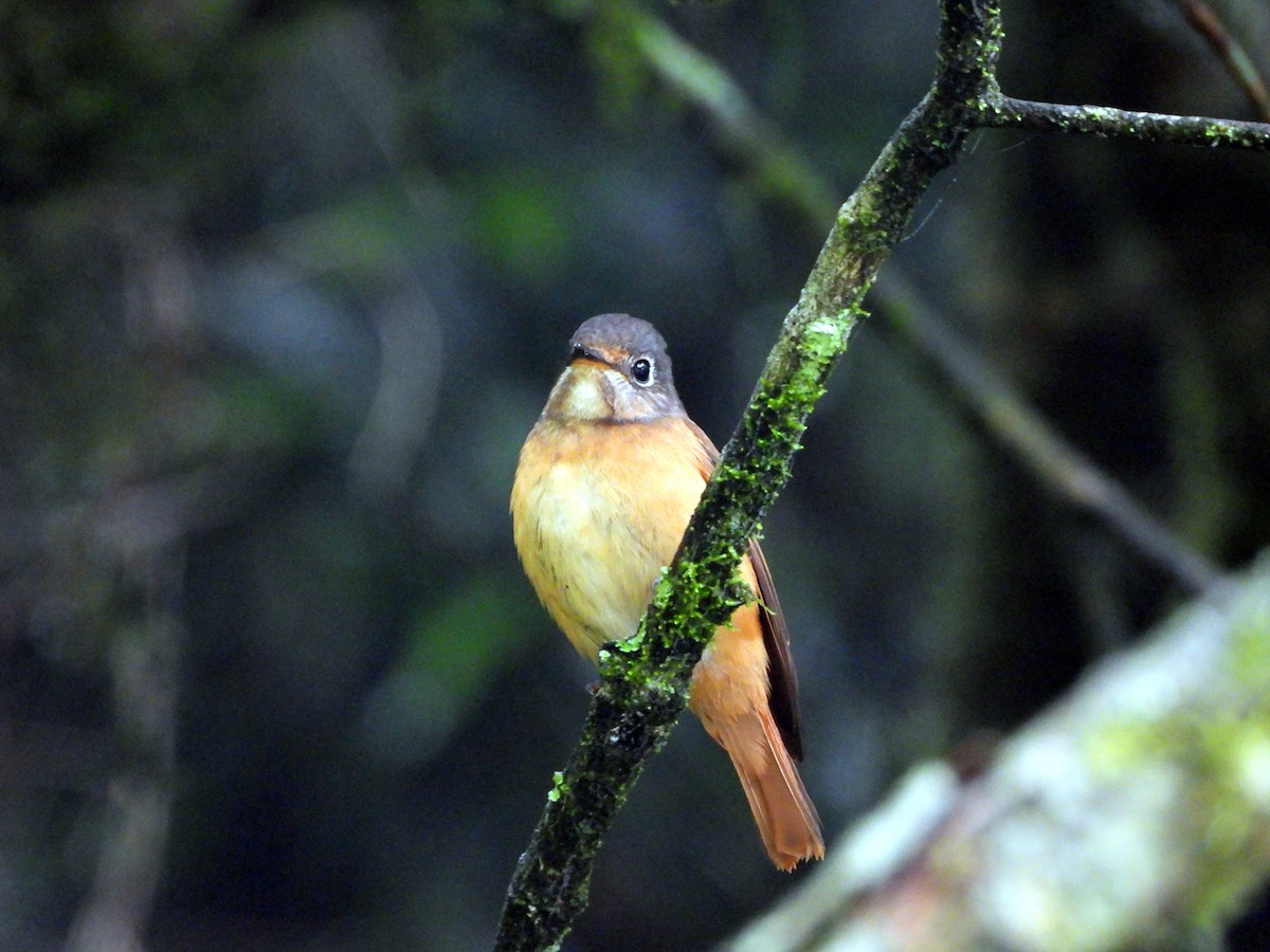 Ferruginous Flycatcher - ML621231091