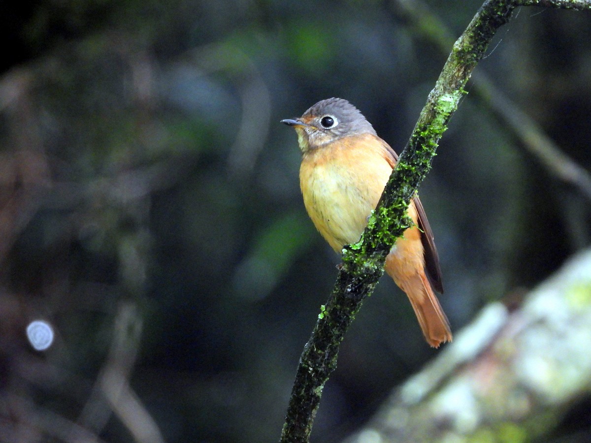 Ferruginous Flycatcher - ML621231092