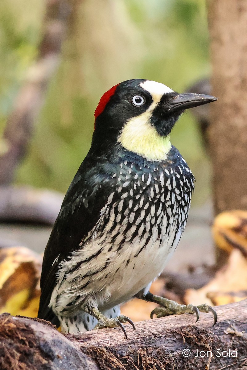 Acorn Woodpecker - ML621231094
