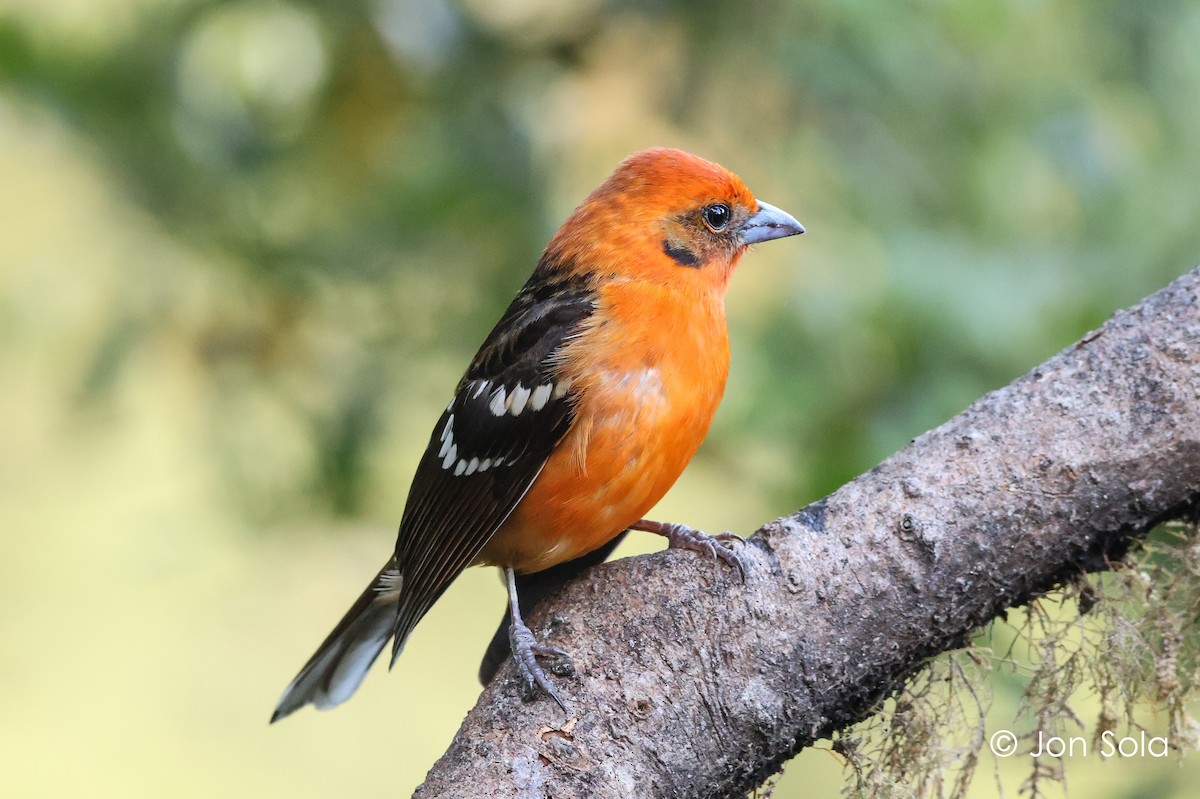Flame-colored Tanager - ML621231104