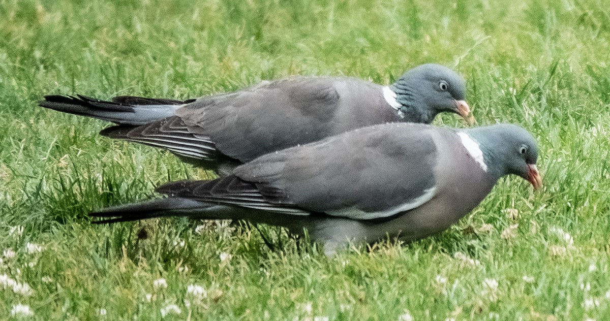 Common Wood-Pigeon - ML621231117